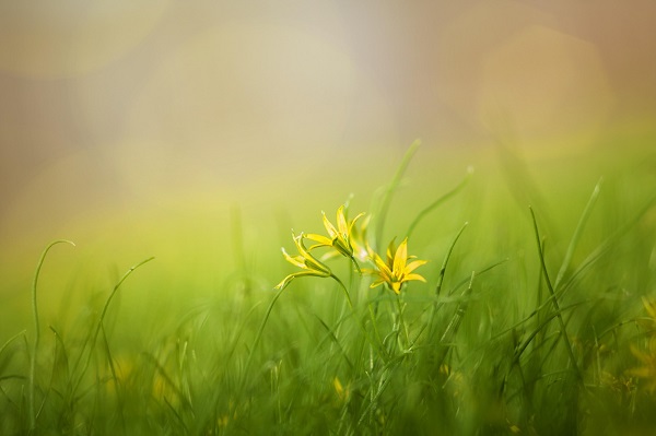 flowers in grassy field